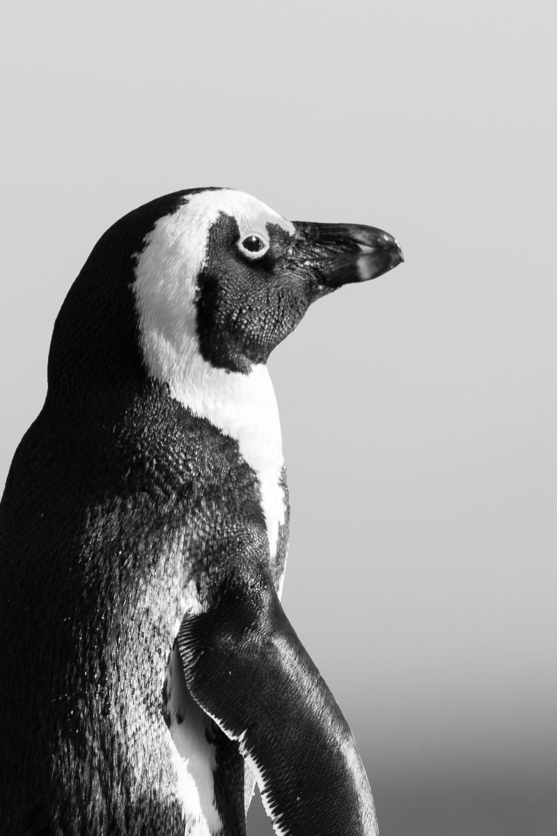 animals in the wild, cute, white, black and white, Cape Town, vertebrate, black, close-up, unrecognizable person, studio shot, south africa, lifestyles