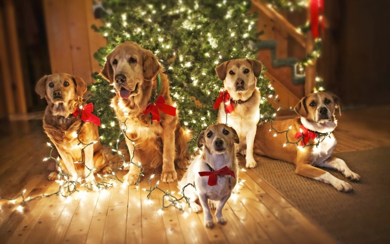 puppy, santa, cute dogs, funny background, 1080P, waiting, dogs, christmas lights