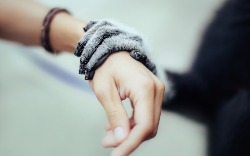 David Olkarny, blurred, hands, animals, 2K, monkey, macro