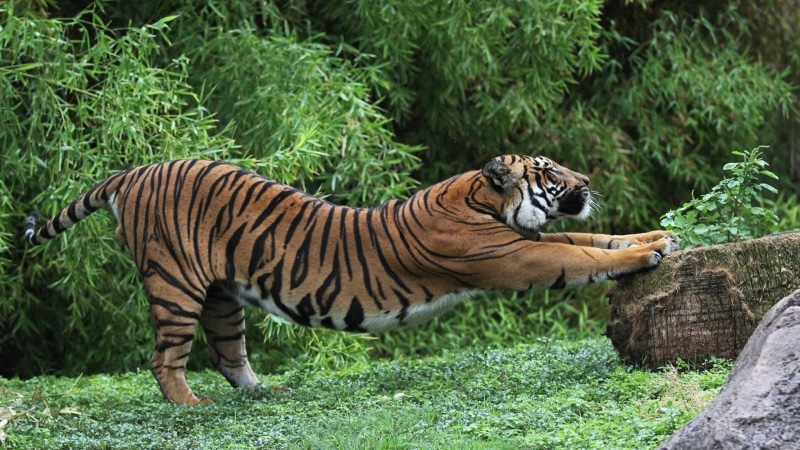 land, feline, animals, plant, 1080P, animal, animal wildlife, tiger, zoo, one animal, big cat, carnivora, cat, animal themes, outdoors, vertebrate, tree