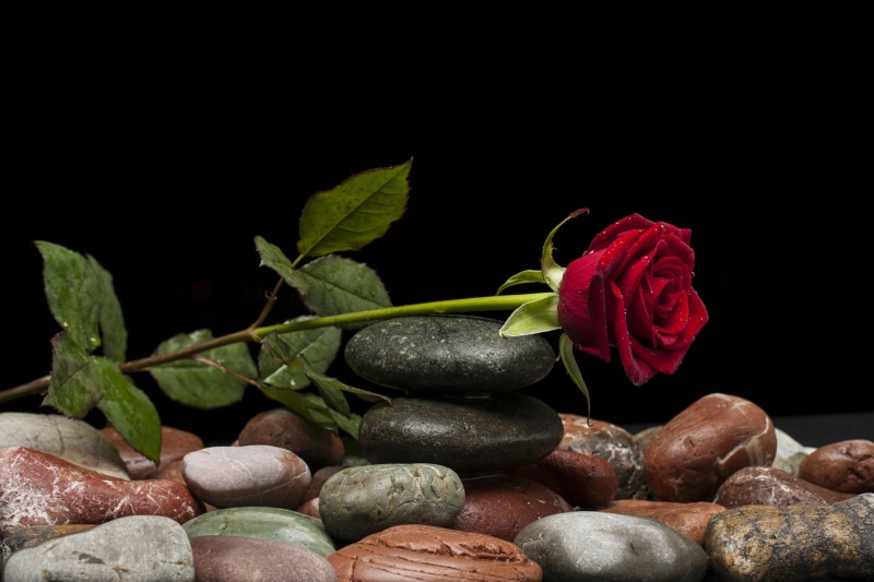 studio shot, rose - flower, desire, 4K, no people, red, black, nature, indoors, flower head, valentines day, leaves, beautiful, flowering plant, close-up