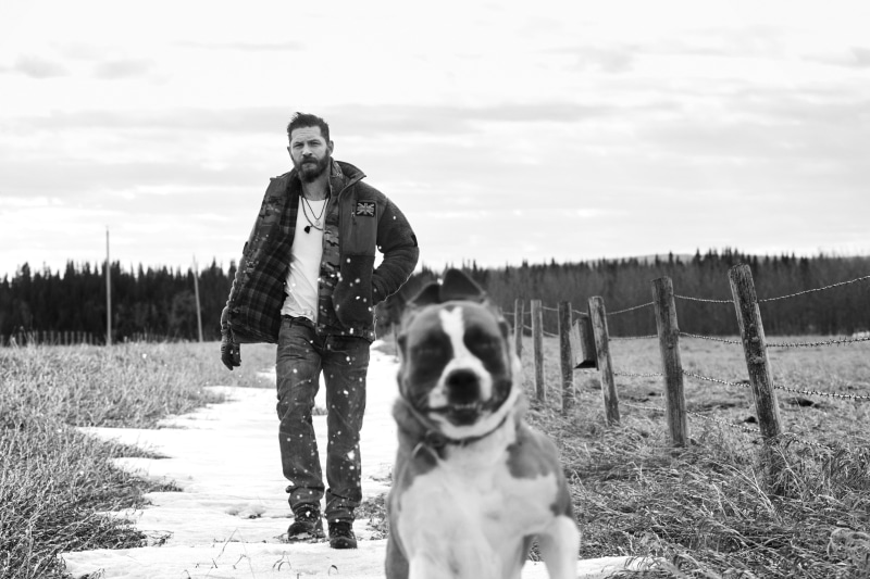 pets, real people, animal, warm clothing, vertebrate, domestic animals, mammal, 5K, canine, monochrome, dog, nature, one animal, portrait, Tom Hardy, standing