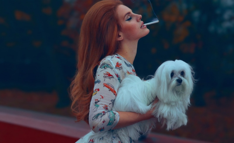 maltese, casual clothing, hairstyle, lana, anthem, Others, song, 2012, portrait, rey, Music, white, real people, adult, dog, looking, canine, one animal