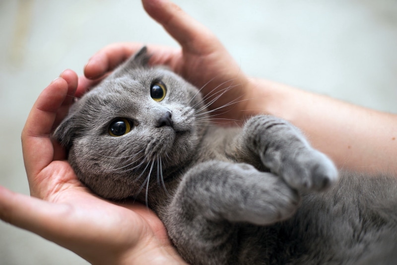 gray, mammal, domestic animals, domestic cat, young animal, hands, small, feline, kitten, whisker, cat, body part, 1080P, hand, pet owner, animals, holding