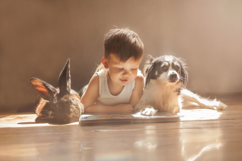 front view, 4K, pet owner, one animal, canine, flooring, innocence, portrait, child, pets, rabbits, domestic, indoors, one person, happiness, childhood