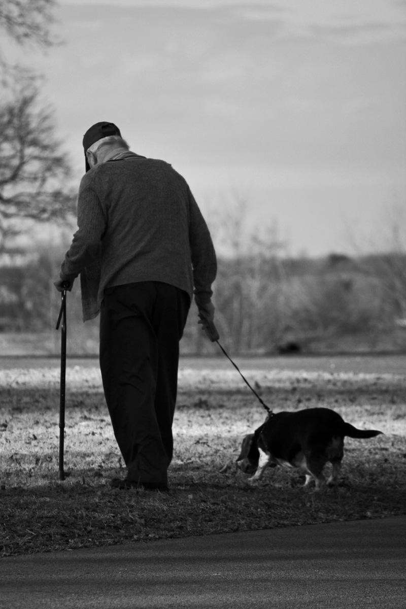 pets, domestic animals, mammal, vertebrate, dog, one person, pet, old man, pet owner, 5K, full length, pet leash, walking, domestic, elderly, men, rear view