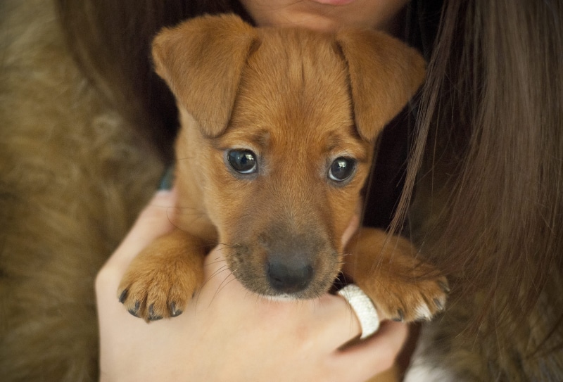 beautiful, ginger dog, pets, real people, one animal, domestic animals, terrier, dog, brown dog, mammal, small dog, dot, one person, small, vertebrate