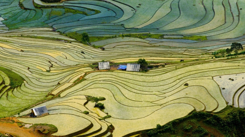 plantation, rural scene, environment, agriculture, field, terraced field, scenics - nature, terrace, growth, Microsoft Windows, green color, land, rice paddy