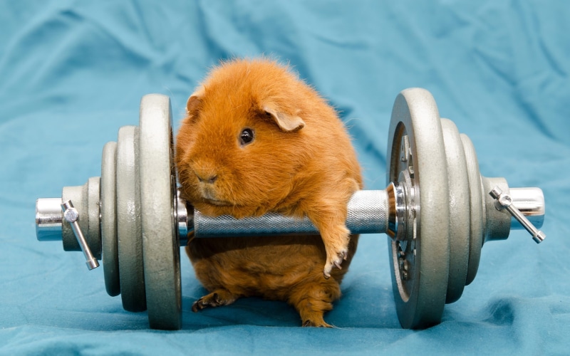 close-up, sports Training, wheel, gyms, relaxation Exercise, rodent, 2K, no People, pets, muscular Build, dumbbell, gym, brown, body Building, steel, weight