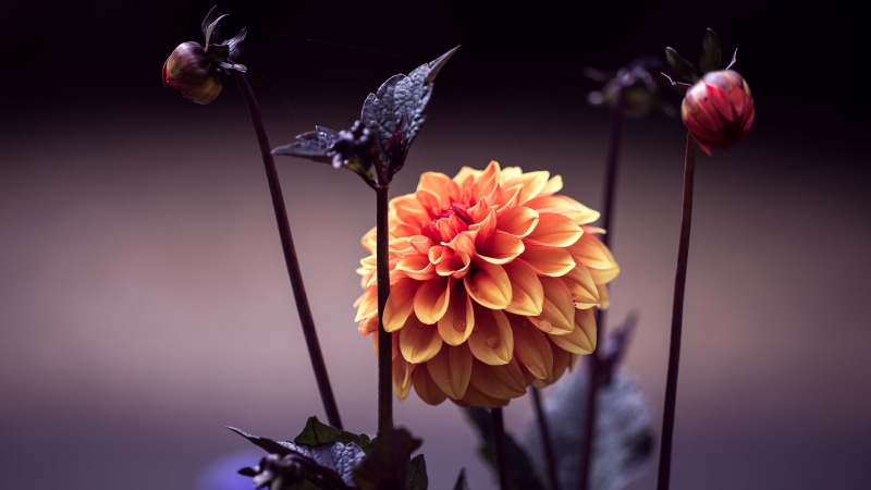 focus on foreground, pollination, flower arrangement, 2K, animal wildlife, no people, beauty in nature, animal wing, growth, detailed, inflorescence, yellow