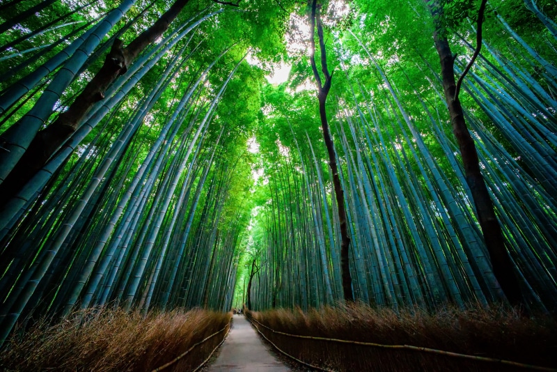 grove, leafed, day, direction, foliage, tree canopy, light - Natural Phenomenon, tropical Climate, bamboo - Material, rainforest, the way forward, color Image