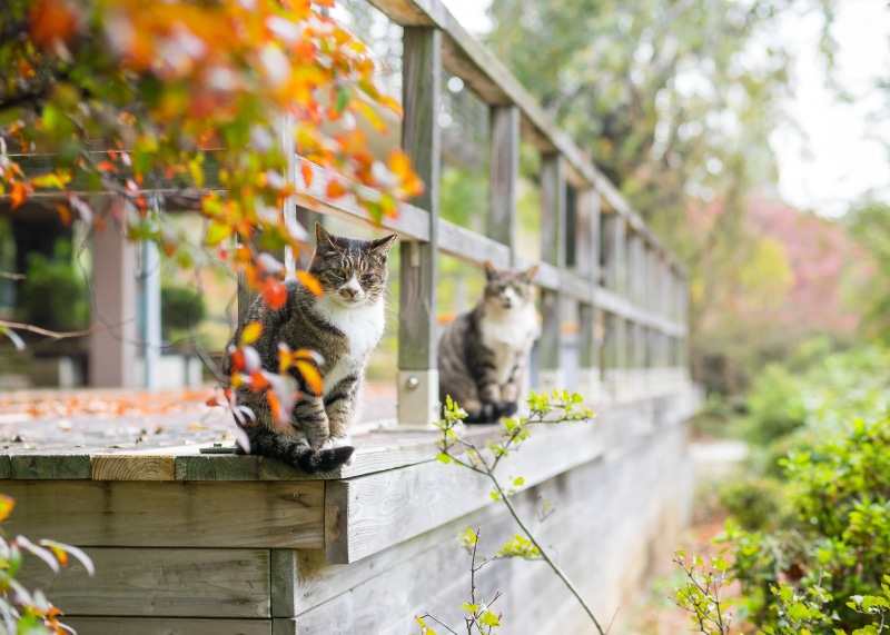 ネコ, silver tabby, fence, animal, beat, domestic Animals, selective focus, Olympus, nature, domestic Cat, Japan, something, OM, focus, wooden, cats, outdoors