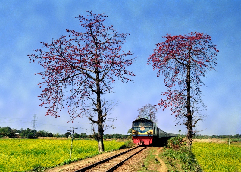 train, land, springtime, transportation, land vehicle, plant, beauty in nature, railroad track, outdoors, train - vehicle, growth, 4K, landscape, rail transportation