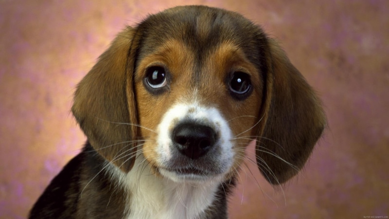 puppy, animal, nice, beagle, dog, tricolor, 1080P