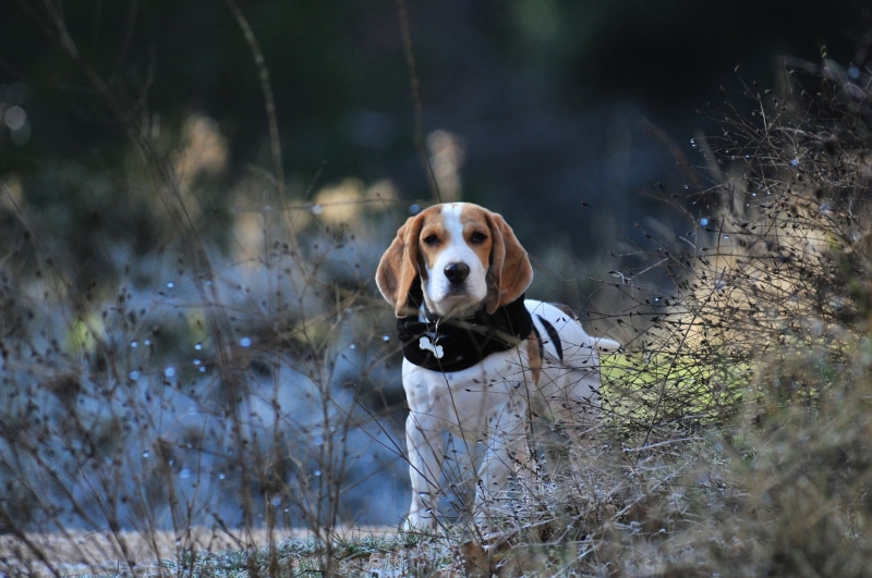 beautiful, grass, looking at camera, autumn, outdoors, vertebrate, animal, selective focus, domestic, animal themes, portrait, meadow, hunting, purebred Dog