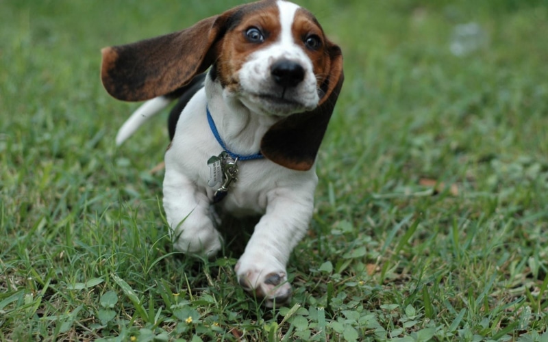 jack russell terrier, brown, animals, 1080P, grass, pet collar, no people, domestic, looking, white, young animal, collar, day, mammal, canine, beagle