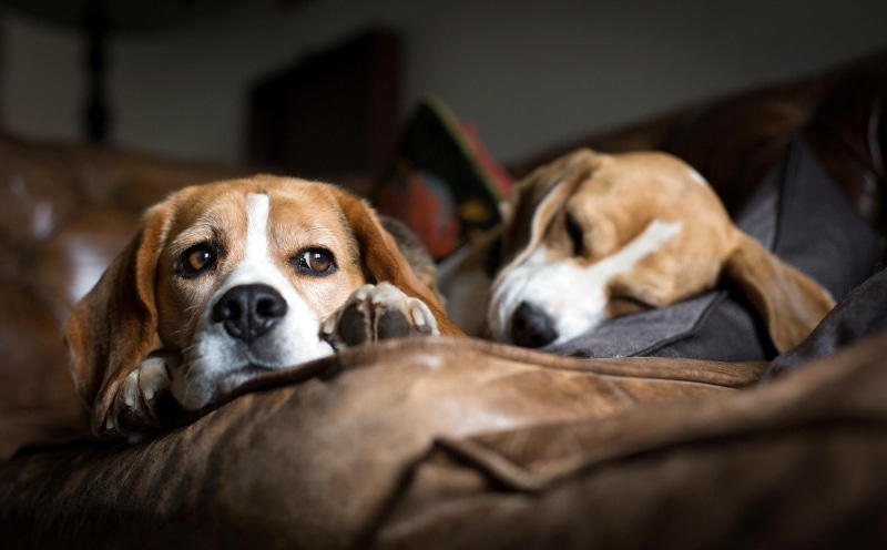 1080P, animals, dogs, animal, beagles