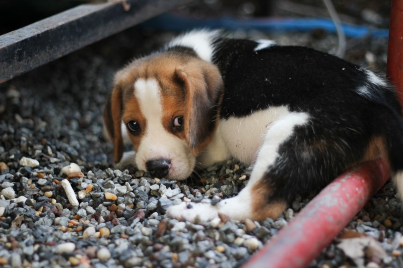 animal themes, 1080P, Animals, selective focus, animal, canine, young animal, gravel, stone - object, day, pebble, mammal, lying, Puppy, one animal, beagle