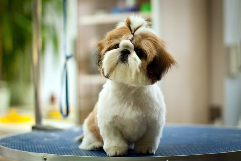 shih Tzu, no People, obedience, shih, friendship, animal Hair, tzu, dogs, tricolor, looking, innocence, day, domestic, pets, domestic Animals, young Animal