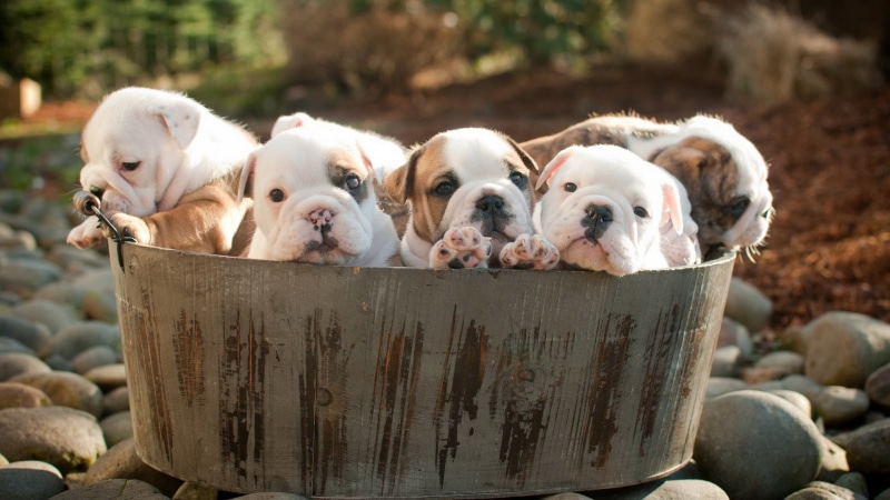 puppies, liter, canine, young animal, group of animals, no people, day, puppy, tricolor, close-up, 1080P, container, looking at camera, small, outdoors