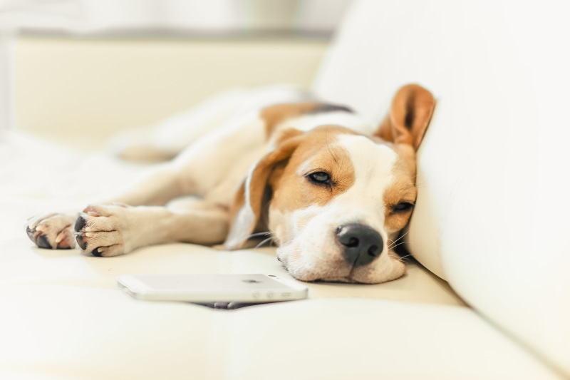 canine, animal, indoors, domestic, portrait, pup, animal themes, snappy, puppy, big, pet, innocence, no people, tricolor, lying down, looking at camera