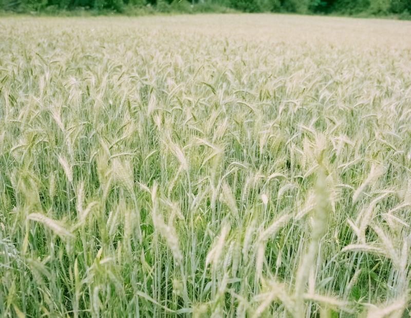 1080P, growth, agriculture, wheat field, crop, wheat, landscape, scenics - nature, backgrounds, grain, shallow, outdoors, portra, environment, cereal