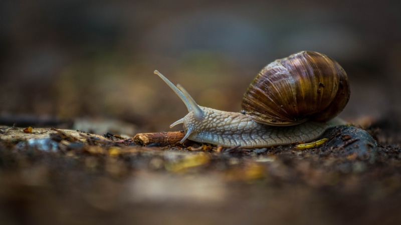 nature, slow, slimy, brown, 5K, snail, animal, crawling, close-up, mollusk, wildlife, gray
