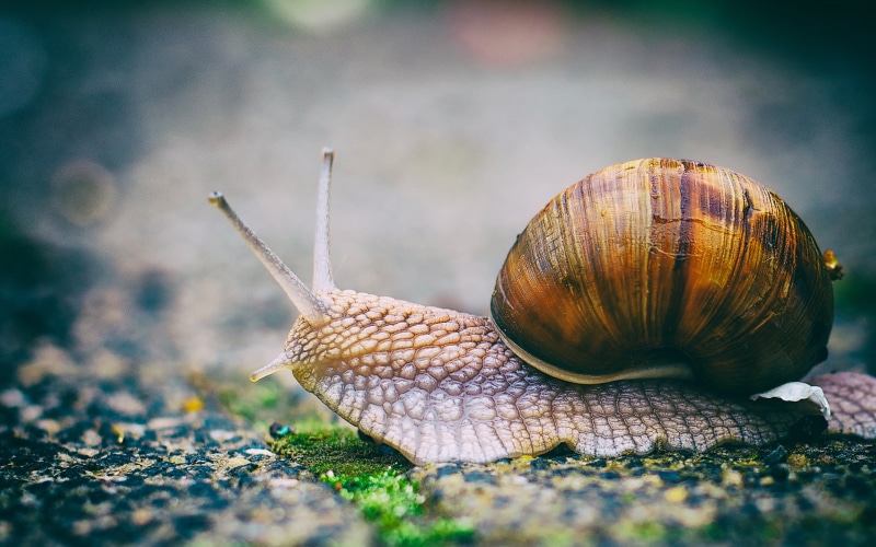 nature, snail, macro, hd, 1080P