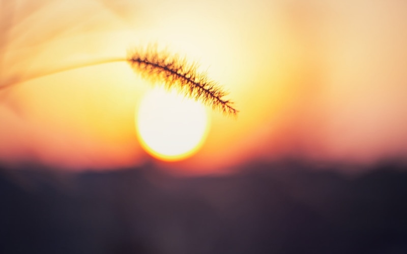 season, close-up, macro, autumn, black, nature, beauty In Nature, outdoors, back Lit, selective focus, softness, sunrise - Dawn, multi Colored, abstract
