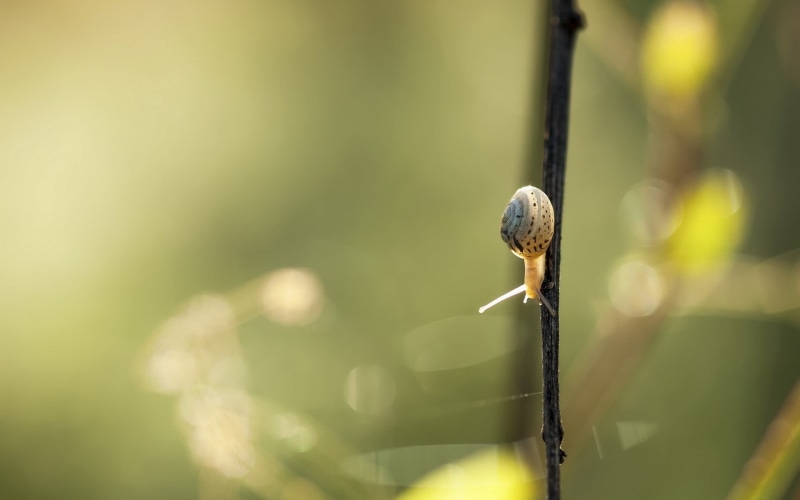 twig, focus on foreground, close-up, closeup, grass, green Color, summer, defocused, black, outdoors, forest, one animal, branch, selective focus, tree
