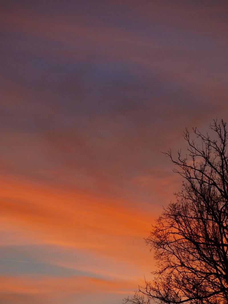 low angle view, no people, outdoors, nature, beauty in nature, romantic, sky, 2K, plant, branch, bare tree, silhouette, scenics - nature, orange color