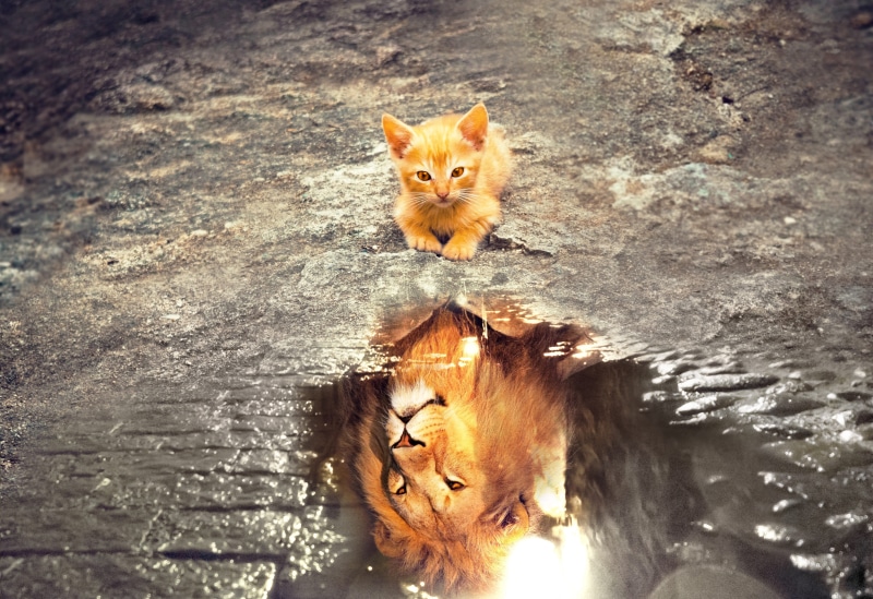 vertebrate, domestic cat, day, 4K, one animal, no people, water, portrait, relaxation, outdoors, animal, mammal, whisker, feline, domestic, fantasy, reflection