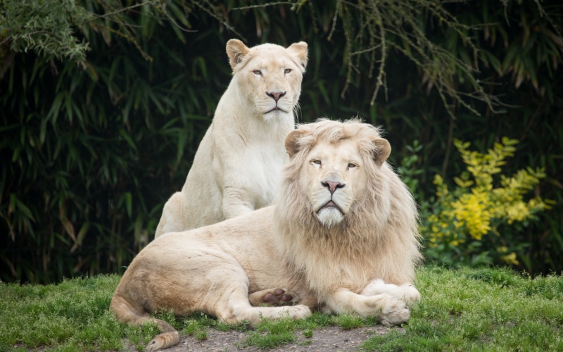 lion, lions, couple, white lions, grass, Cat, 2K, white, lioness