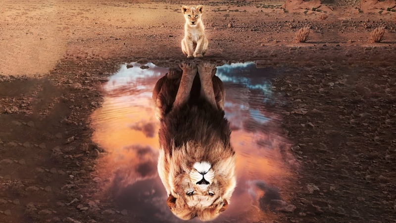 reflection, animals, lion, 5K, The Lion King