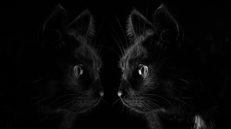 studio shot, animal body part, whisker, black cat, cat, domestic animals, indoors, pets, reflection, aggression, mammal, animal, black background, face