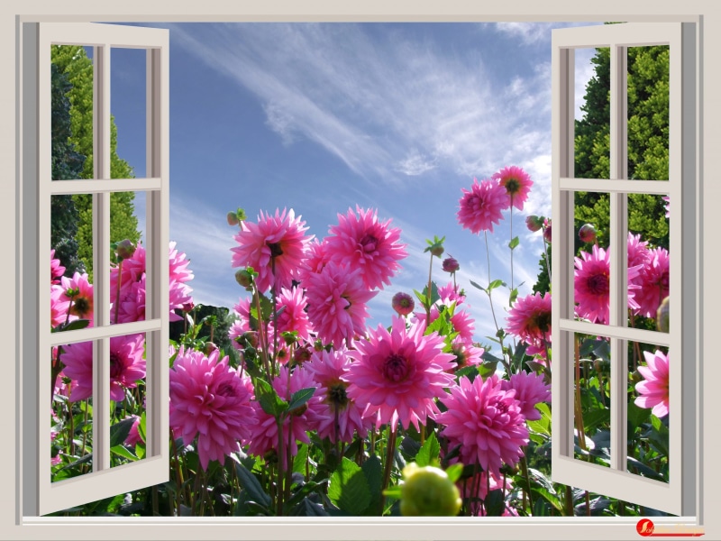 blue, late summer, freshness, outlook, architecture, germany, summer, horticulture, beauty in nature, a beautiful day, plant, colorful, photo montage, fragility