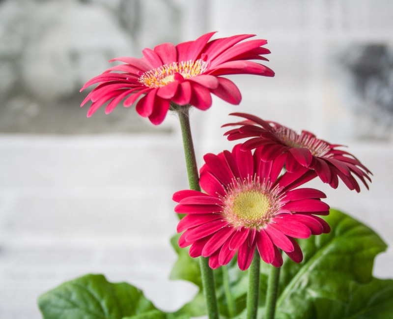 daisy, spring, inflorescence, mood, no people, freshness, focus on foreground, fragility, flowering plant, flowering stems, time, gerbera, flower Head