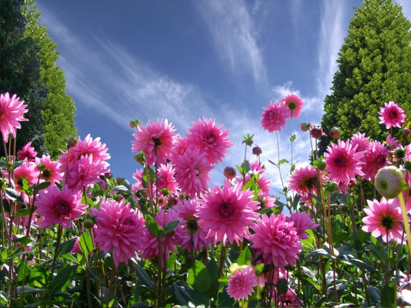 ornamental garden, inflorescence, dahlias, flowering plant, nature, blue, flower, freshness, good mood, outlook, daytime, pink color, aesthetics, red flowers