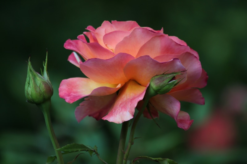 flowers, petal, no people, 4K, romantic, farbenpracht, pink, plant, focus on foreground, photography, colorful, bloom, rose, inflorescence, flora, flower