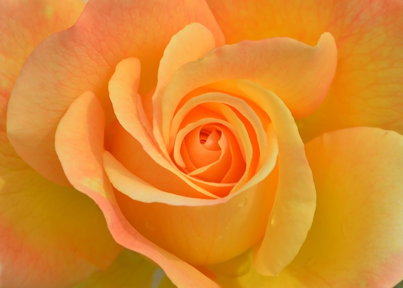 branch, roses, park, orange color, orange roses, had, photography, vegetation, rose, sunlight, innocence, flower, outdoors, background, pink flower, color image