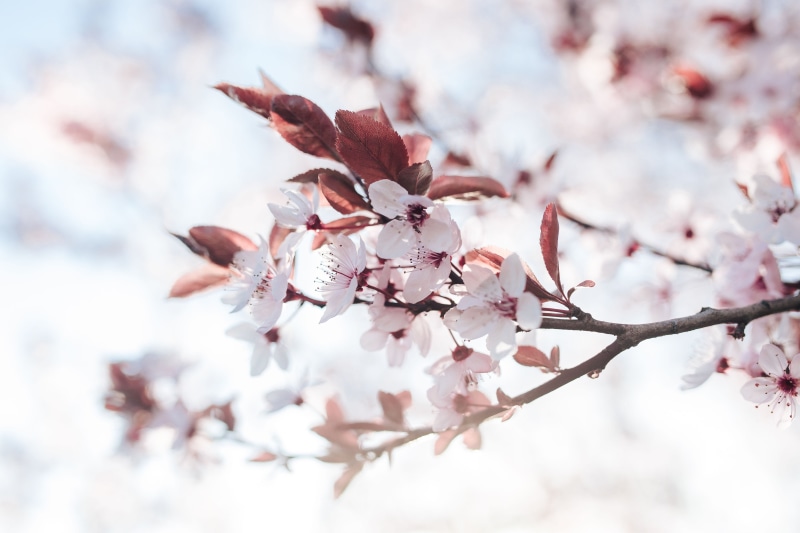 blossom, white, macro, outdoors, freshness, tree, flora, beauty In Nature, blue sky, growth, spring, bunch of flowers, petal, cherry tree, branch, day