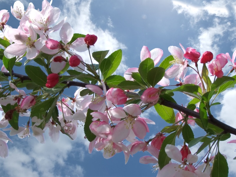 flora, cherry tree, high contrast, inflorescence, blossom, Apple Blossoms, close-up, color, cloud - sky, pink Color, spring, bloom, sky, clouds, beauty In Nature
