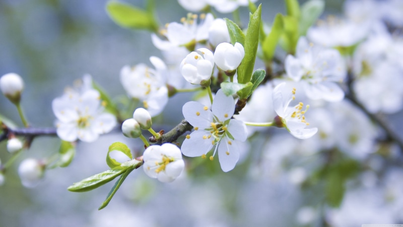spring, color, leaves, flowers, yellow, branch, bright, herb, flora, leaf, natural, close, meadow, decoration, grass, bloom, summer, life, freshness, season