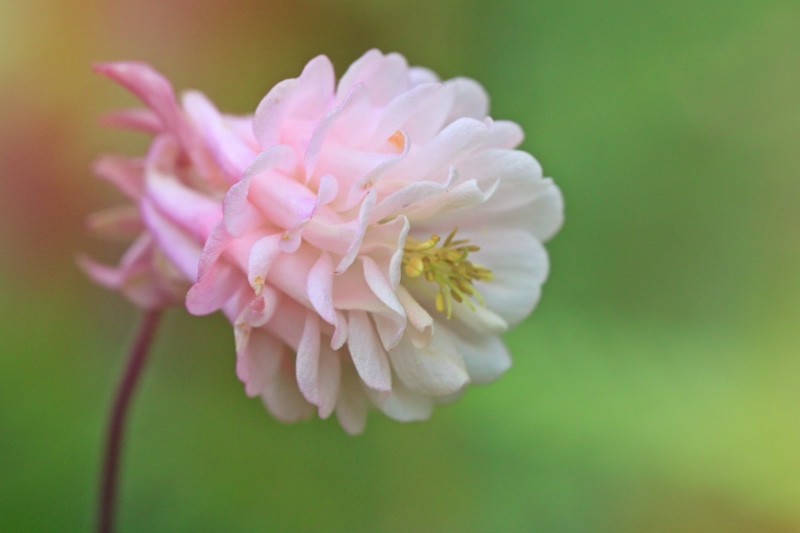 flower, blossom, plant, columbine, summer, flowers, freshness, pink Color, garden, petal, outdoors, flora, photography, white, nature, blooming, filigree tender