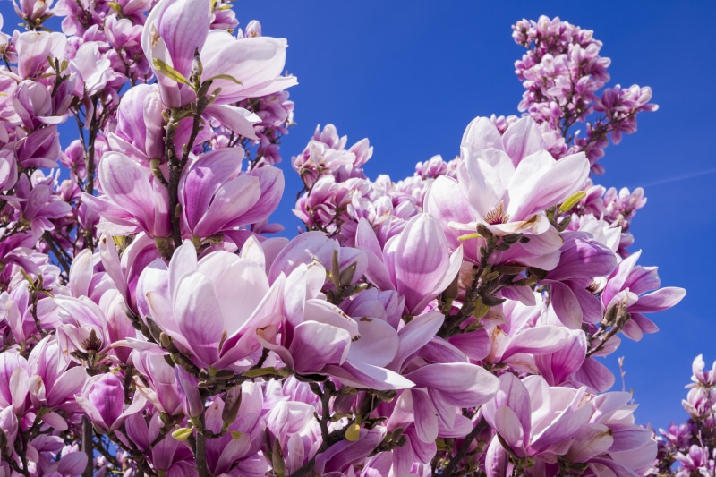 mood, harmony, fragility, flower, purple, sky, violet, plant, close-up, magnolia, spring, outdoors, blue, flower head, beautiful, frühlingsblüher, branch