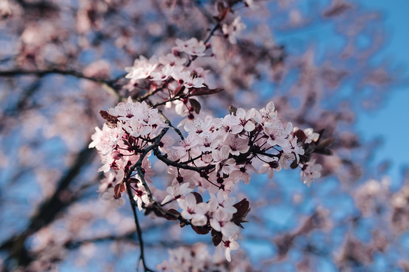 pink Color, springtime, freshness, fragility, cherry, vulnerability, flowering plant, blue, growth, branch, cherry Blossom, beauty In Nature, day, blossom