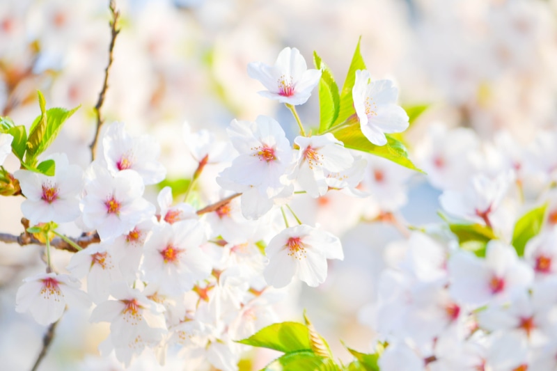 white, cherry Blossom, softness, vulnerability, growth, pollen, closeup, nature, photo, flower Head, daytime, plant, fragility, close-up, in bloom, blooming