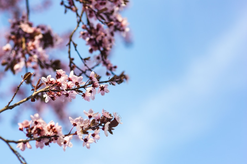 flowering plant, twig, flowers, pink Color, 4K, blooming, flower Head, japan, springtime, tree, bunch of flowers, flower, no people, sky, flora, season