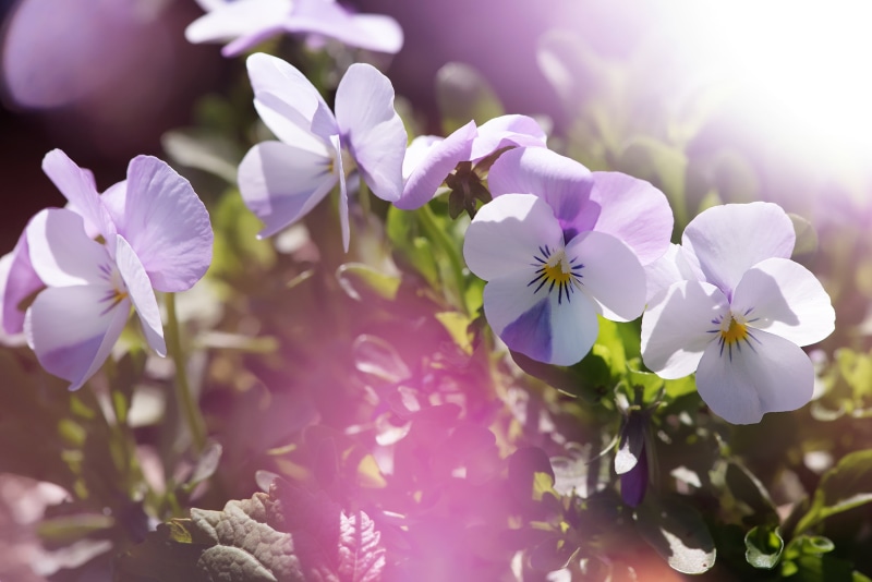 spring flower, garden, focus on foreground, viola, freshness, floral photography, flowering plant, pansy, fragility, flora, garden pansy, close, purple