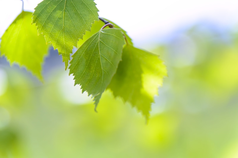 lush Foliage, leaf vein, young, fresh, the freshness, green Color, light, macro, vulnerability, close-up, green, spring green leaves, nature, blue, bright